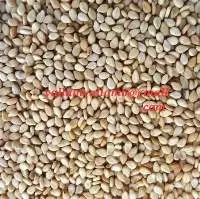 Sesame Seeds