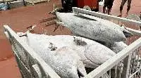 Premium Quality Tuna Yellowfin Whole Frozen