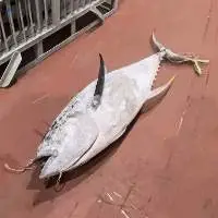 Big Eye Tuna - Whole Frozen Premium 