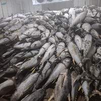 Skipjack Tuna - Whole Frozen - Grade A