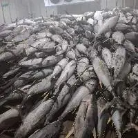 Skipjack Tuna - Whole Frozen - Grade A