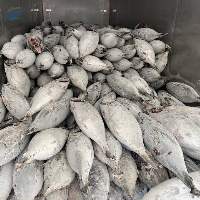 Albacore Tuna - Whole Frozen - Grade A