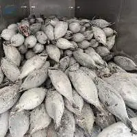 Albacore Tuna - Whole Frozen - Grade A