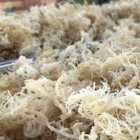 Raw Dried Eucheuma Cottonii Seaweed