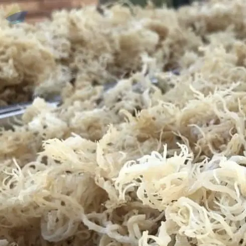 Raw Dried Eucheuma Cottonii Seaweed