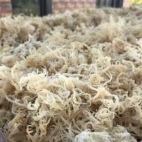 Indonesia Raw Dried Cottonii Seaweed