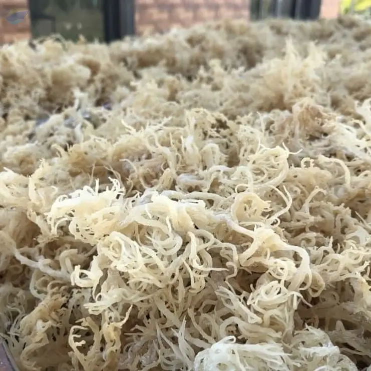 Indonesia Raw Dried Cottonii Seaweed