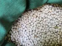 White Pea Beans