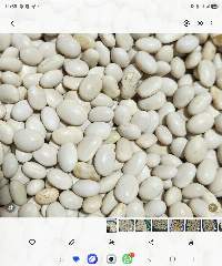 White Pea Beans