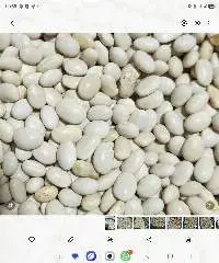 White Pea Beans