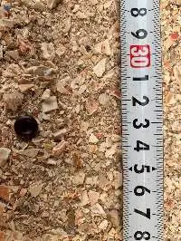 Crab Shell Powder