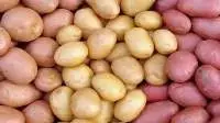 Fresh Potato