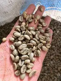 Arabica Green Coffee Beans Grade 1 Full Wash