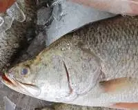 Barramundi Fish