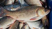 Frozen Rohu Fish