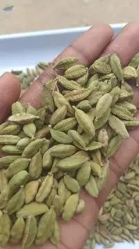 Premium Green Cardamom (Size 7-8mm)
