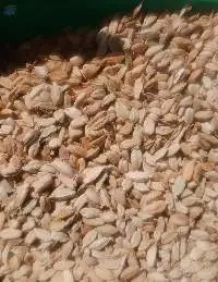 Premium White Cardamom (Size 7-8mm)