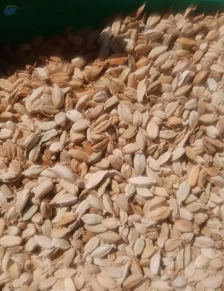 Premium White Cardamom (Size 7-8mm)