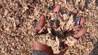 Premium Dried Split Ginger (Export Grade)
