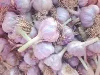 Premium Fresh Tanzanian Purple Garlic