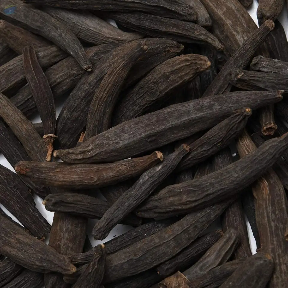 Caperberry (Marati Moggu) 