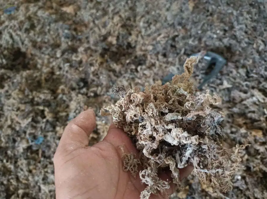 Eucheuma Cottonii