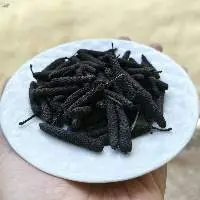 Long Pepper (piper retrofractum)