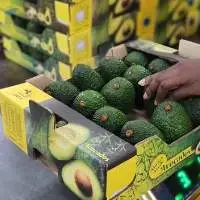 Fresh Hass Avocado Tanzania Origin