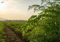 Moringa Oleifera Dry Leaves