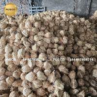 Semi-Husked Matured Coconuts from Vietnam