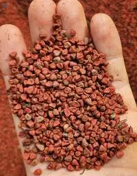 Annatto Seeds