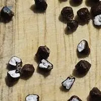 Grains Of Paradise