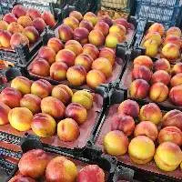 Fresh Nectarine