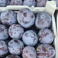 Premium California Pluot