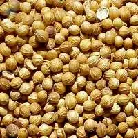 Coriander