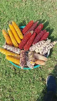 Maize