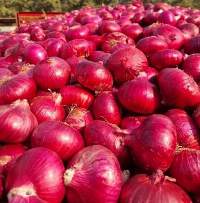 Fresh Indian Red Onions 55 mm and Above