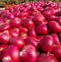 Fresh Indian Red Onions 55 mm and Above