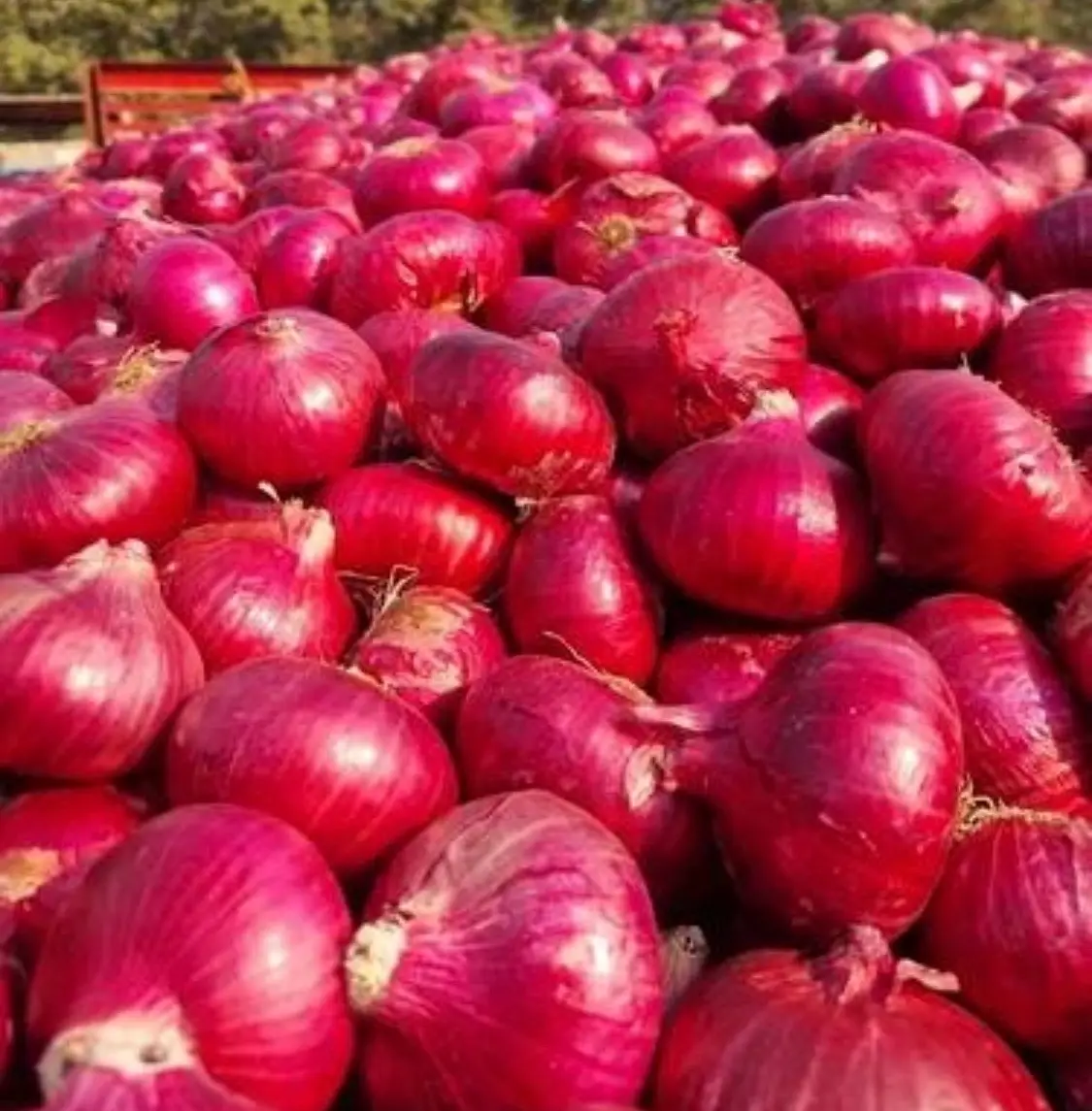 Fresh Indian Red Onions 55 mm and Above