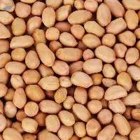 Premium Java Groundnut Export Quality