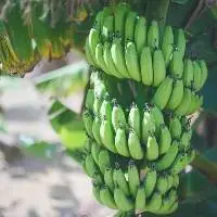 Banana  