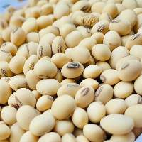 Soybeans 