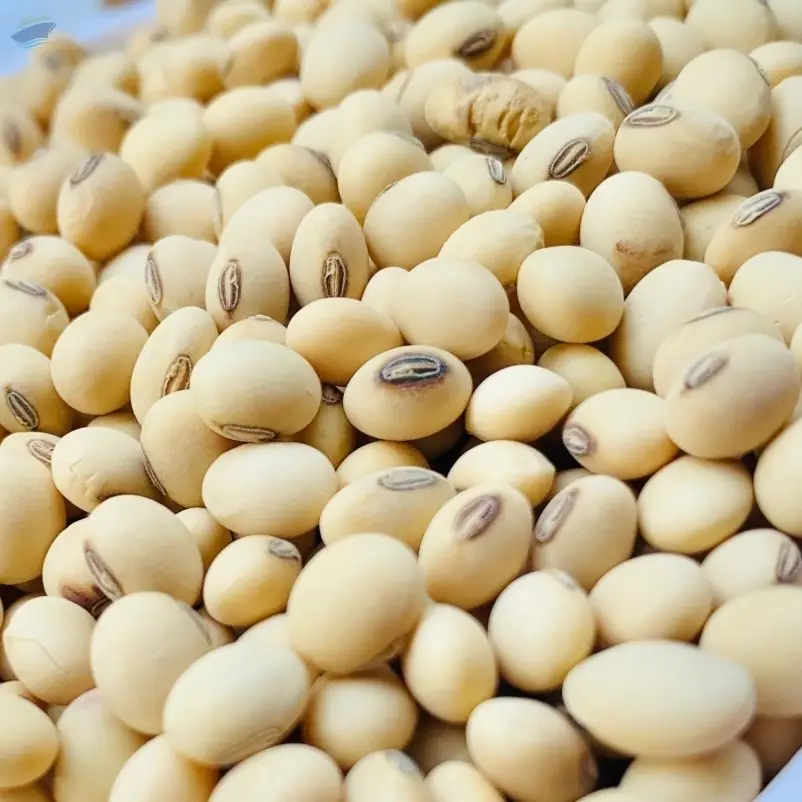 Soybeans 