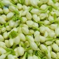 Fresh Jasmine