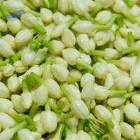 Fresh Jasmine