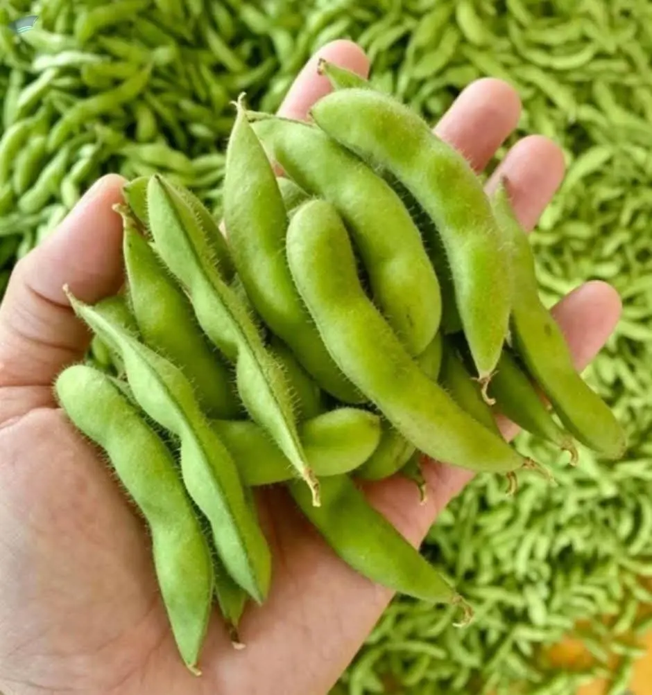 Fresh Edamame / Green Soybean