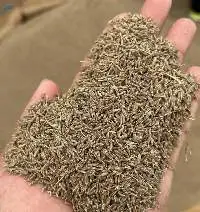 indian Cumin (JEERA)