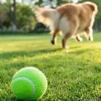 Pet Tennis Balls (Toys)