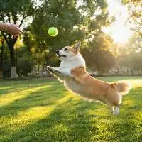 Dog Tennis Balls