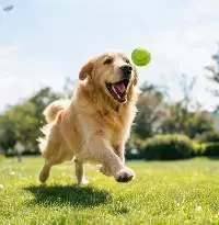 Squeaky Dog Tennis Balls